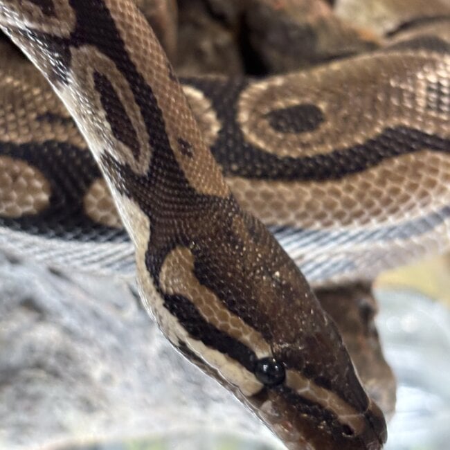 Ball Python 'Waldo' Male SP