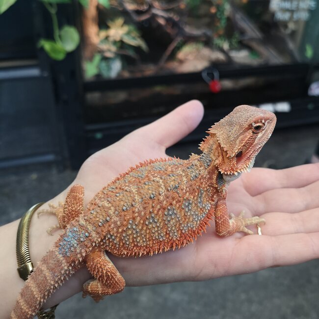 Hypo 50% Red Monster Blue Bar Bearded Dragon 'b'