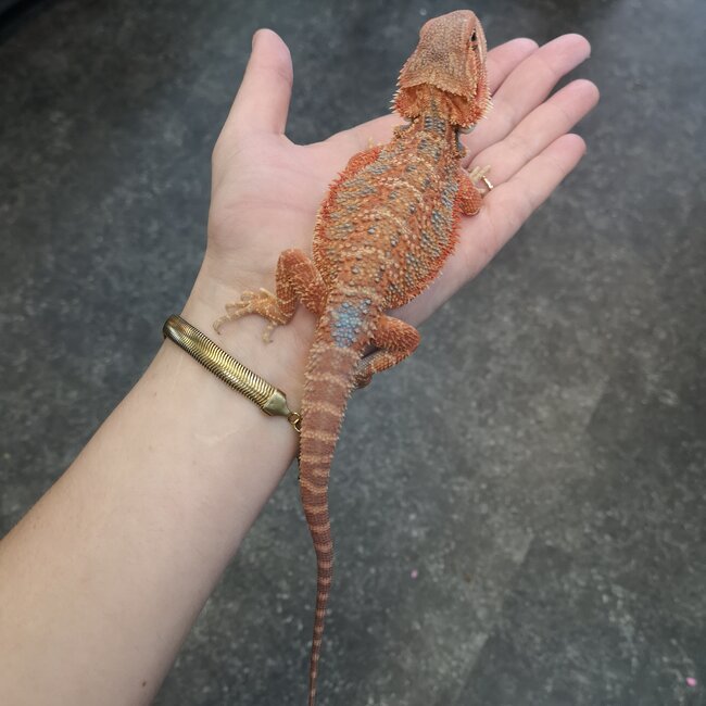 Hypo 50% Red Monster Blue Bar Bearded Dragon 'b'