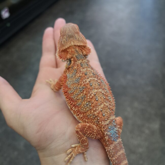Hypo 50% Red Monster Blue Bar Bearded Dragon 'b'