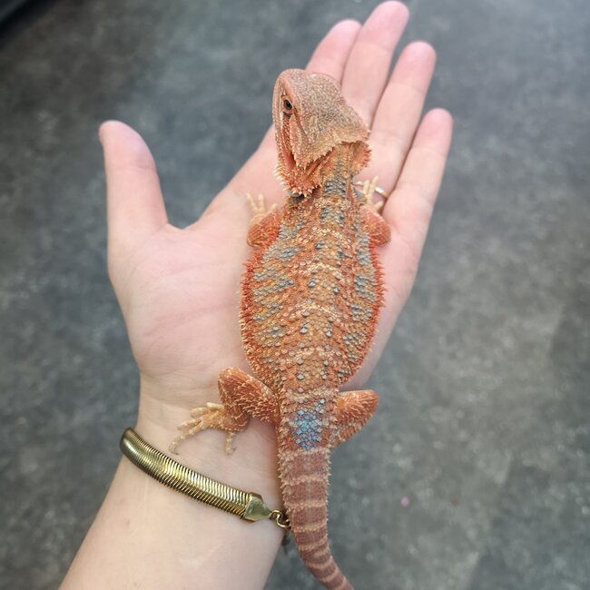 Hypo 50% Red Monster Blue Bar Bearded Dragon 'b'