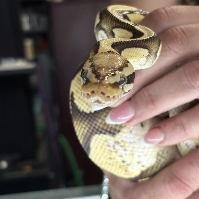 Ball Python 'Avery' SP