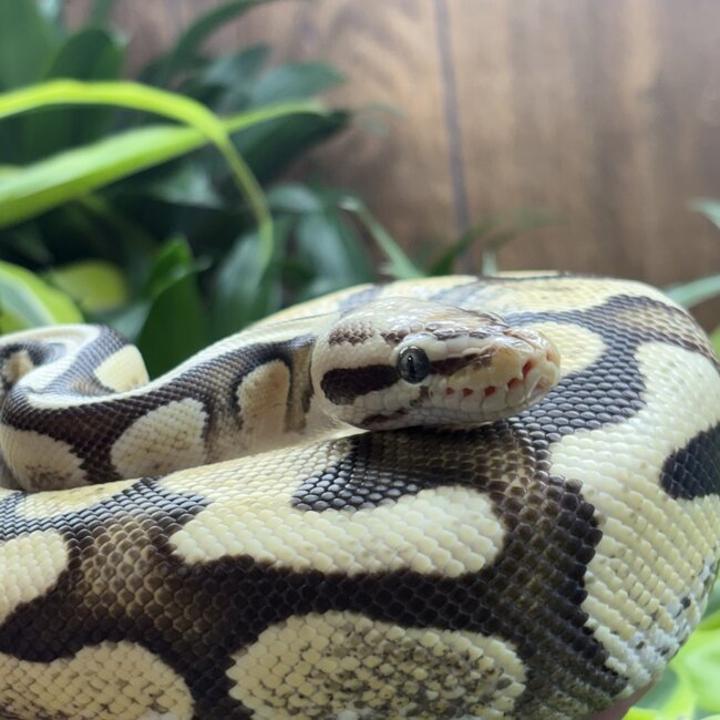 Ball Python 'Avery' SP