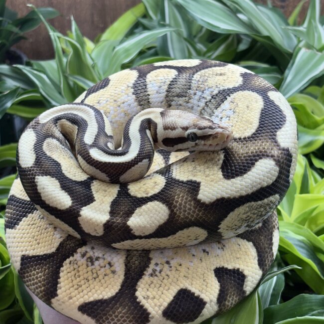 Ball Python 'Avery' SP
