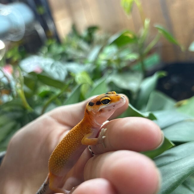 Leopard Gecko
