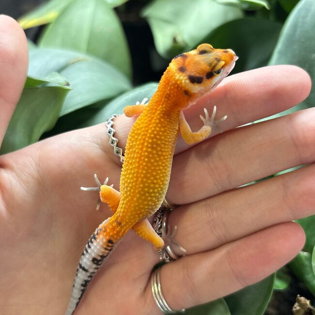 Leopard Gecko