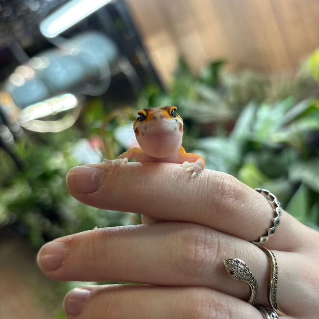 Leopard Gecko