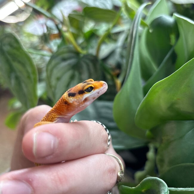 Leopard Gecko