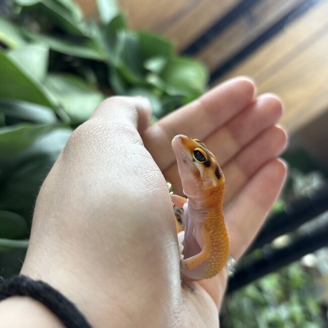 Leopard Gecko
