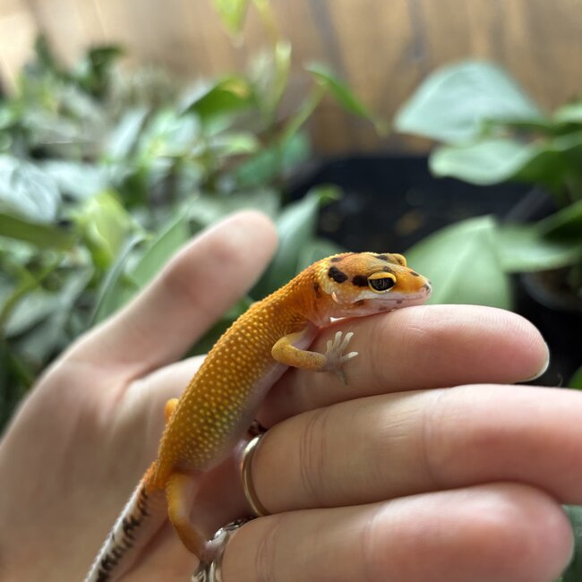 Leopard Gecko