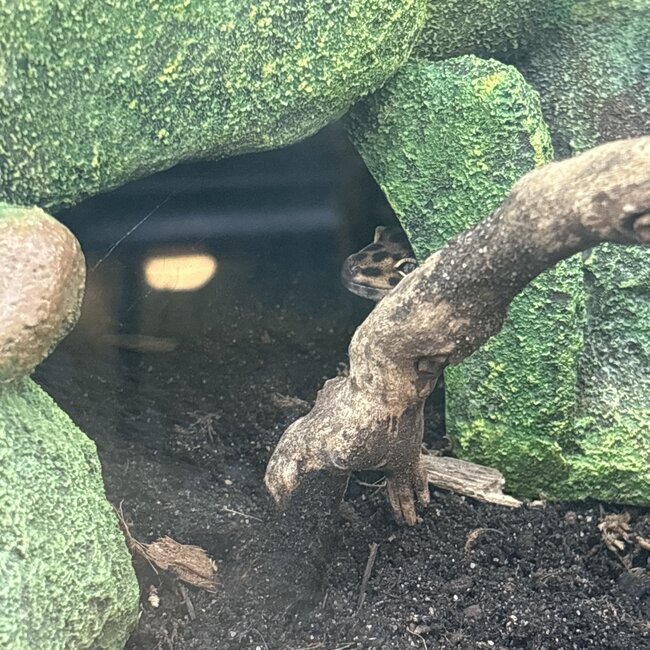 Bold Melanistic Tangerine Leopard Gecko