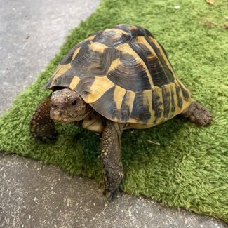 Hermann Tortoise ‘Dozer’ SP