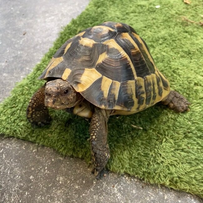 Hermann Tortoise ‘Dozer’ SP