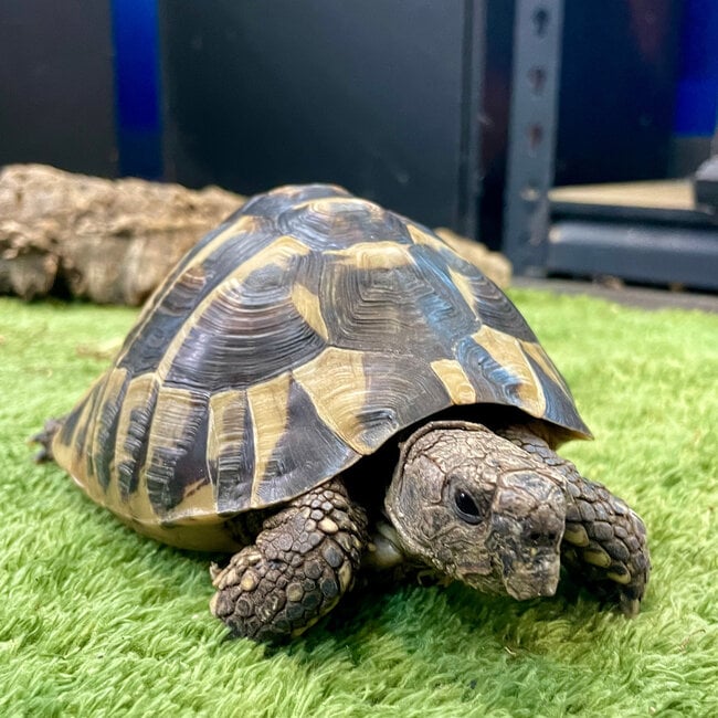 Hermann Tortoise ‘Dozer’ SP