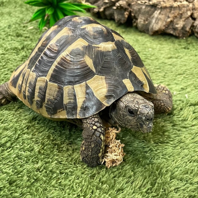 Hermann Tortoise ‘Dozer’ SP