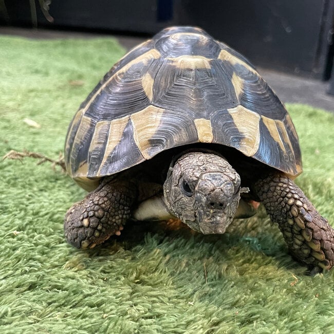 Hermann Tortoise ‘Dozer’ SP