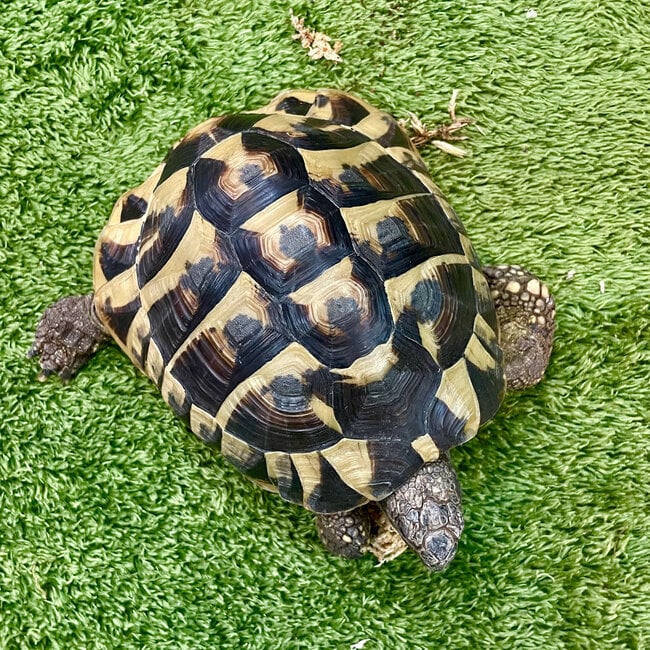 Hermann Tortoise ‘Dozer’ SP