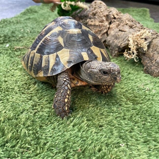 Hermann Tortoise ‘Dozer’ SP