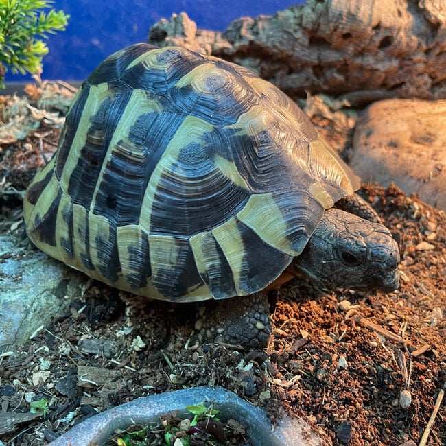 Hermann Tortoise ‘Dozer’ SP