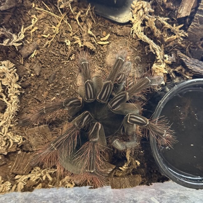 Burgundy Goliath Bird Eater (T. Stirmi)