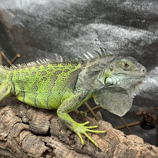Green Iguana 'Kiwi' SP