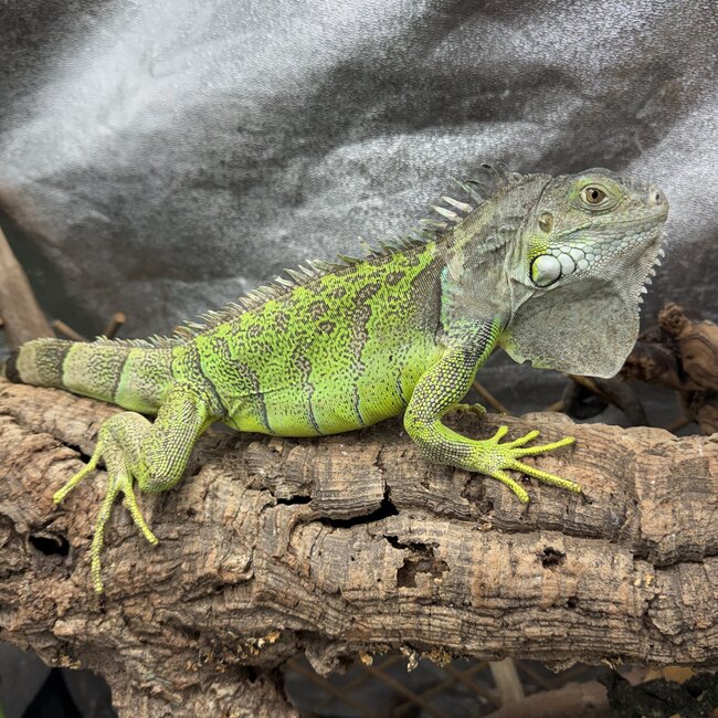 Green Iguana 'Kiwi' SP