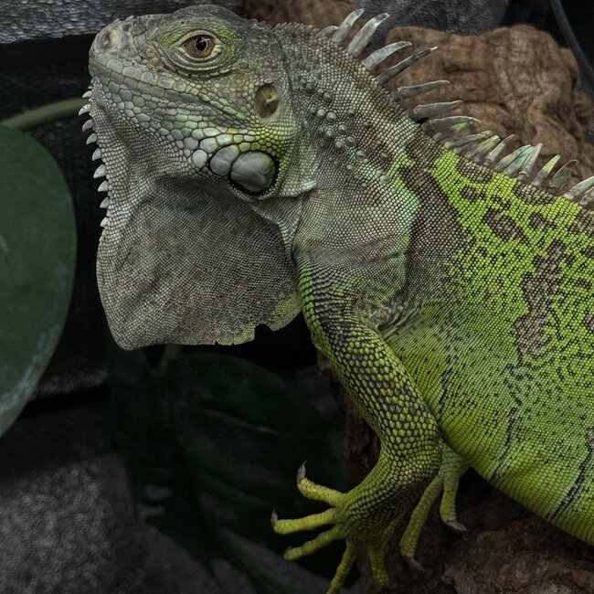 Green Iguana 'Kiwi' SP