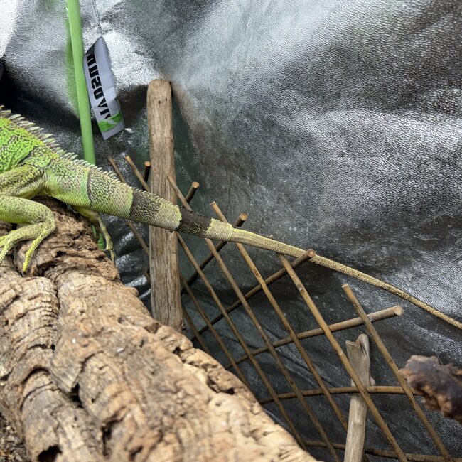 Green Iguana 'Kiwi' SP