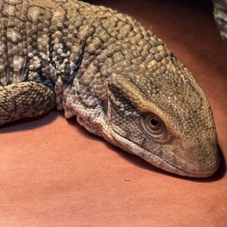 Savannah Monitor 'Oni' SP