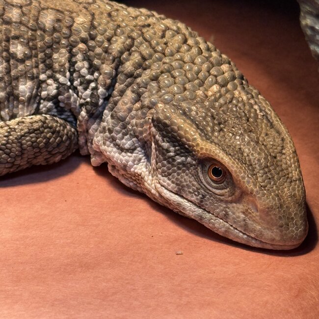 Savannah Monitor 'Oni' SP
