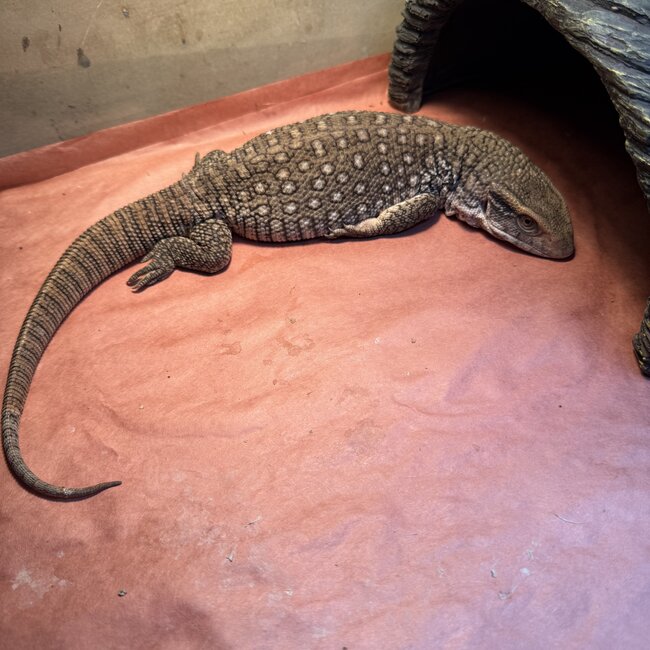 Savannah Monitor 'Oni' SP