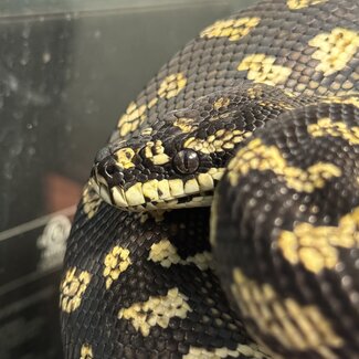 Jungle Carpet Python 'Bumblebee' SP