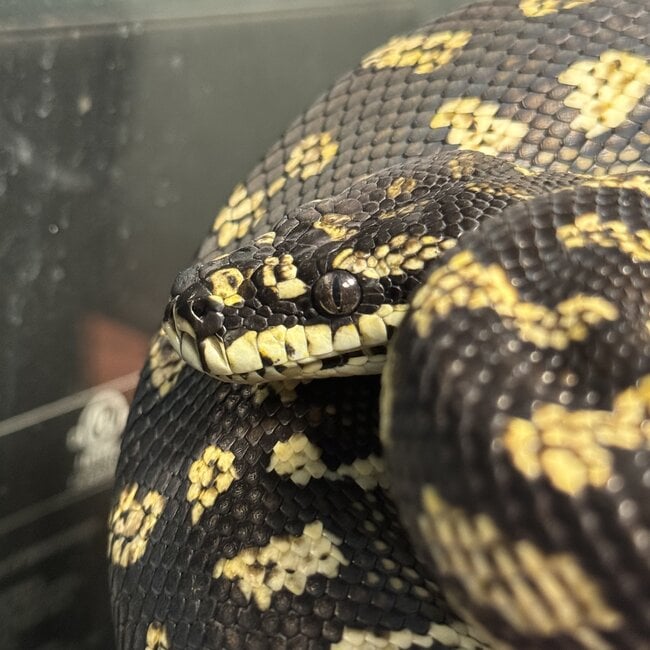 Jungle Carpet Python 'Bumblebee' SP
