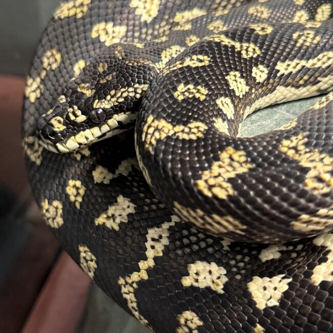 Jungle Carpet Python 'Bumblebee' SP