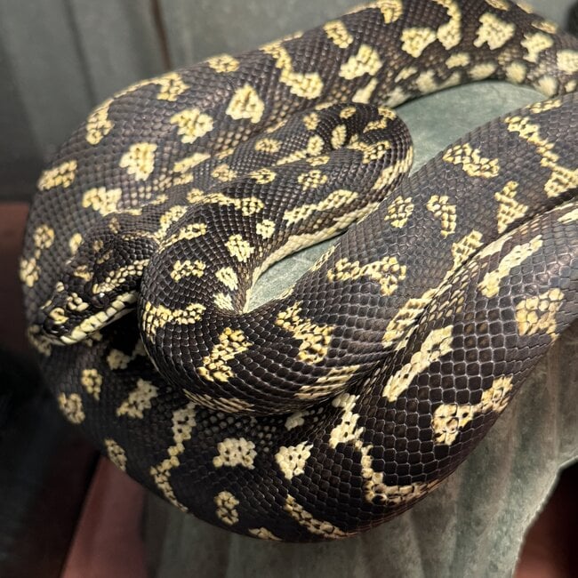 Jungle Carpet Python 'Bumblebee' SP