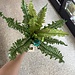 Aquaglobe Silk Plant with Base - Fern Leaf XL (17" height)