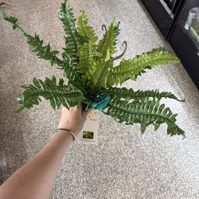 Aquaglobe Silk Plant with Base - Fern Leaf XL (17" height)