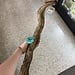 NewCal Liana Vine 24" THICK (Rosca)
