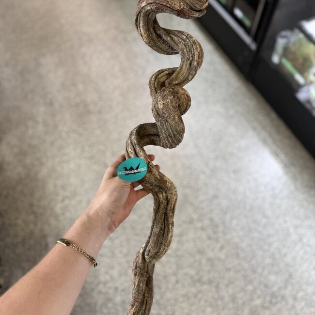 NewCal Liana Vine 36" (Rosca)