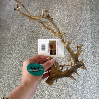 Aquaglobe MiniTree 10 - 12" Medium
