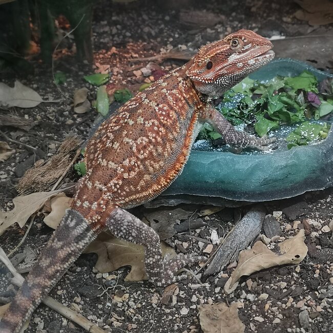 Dunner Leatherback 50% Red Monster Blue Bar Bearded Dragon Male