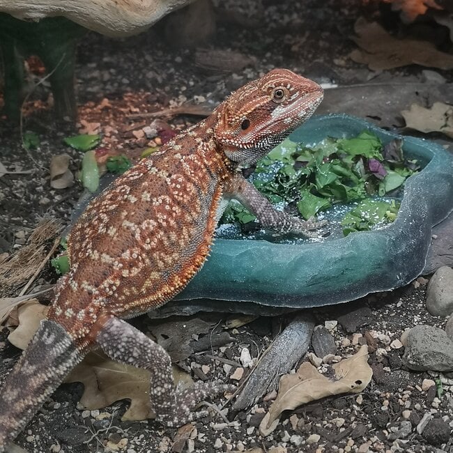 Dunner Leatherback 50% Red Monster Blue Bar Bearded Dragon Male