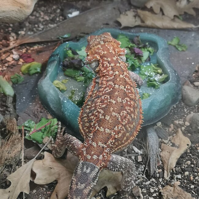 Dunner Leatherback 50% Red Monster Blue Bar Bearded Dragon Male