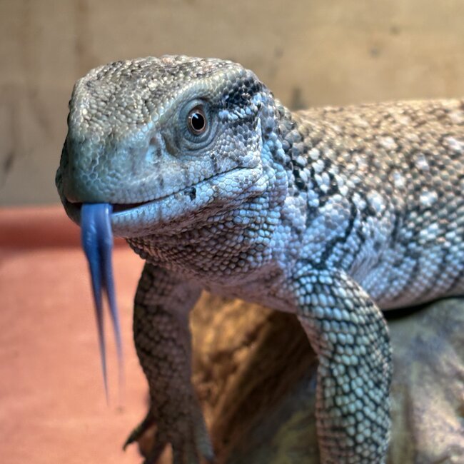 Savannah Monitor 'Oni' SP
