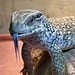 Savannah Monitor 'Oni' SP