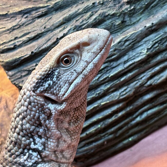 Savannah Monitor 'Oni' SP
