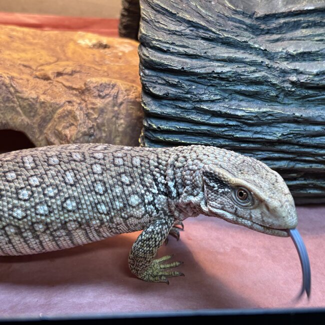 Savannah Monitor 'Oni' SP