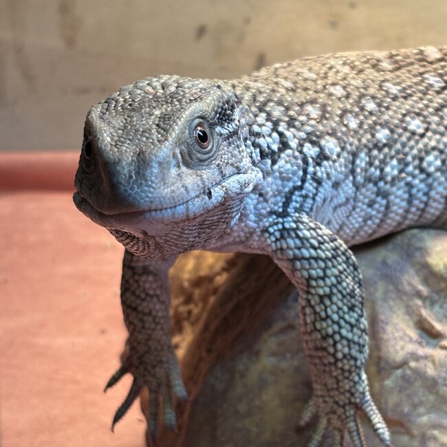 Savannah Monitor 'Oni' SP
