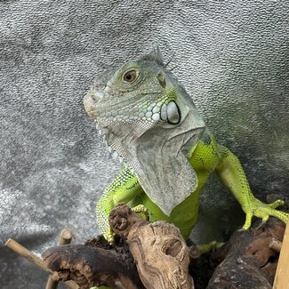 Green Iguana 'Kiwi' SP