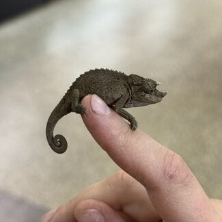CB Yellow Crested Jacksons Chameleon, Trioceros jacksonii ssp. xantholophus